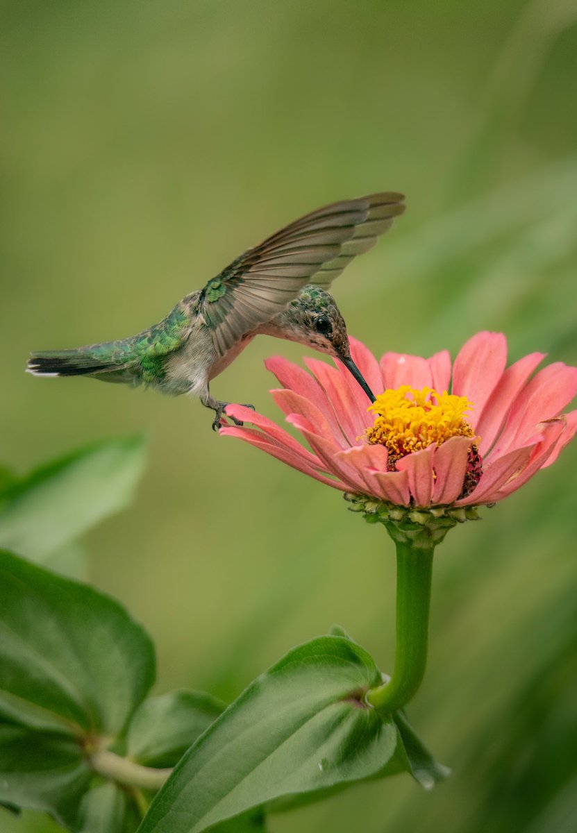 GOOD AFTERNOON #TwitterNatureCommunity 📸🌸

A young Ruby Throated Hummingbird feeding from the MEGA zinnia, one of the best flowers to have around to attract these little birds. 

#BirdsOfTwitter #BirdTwitter