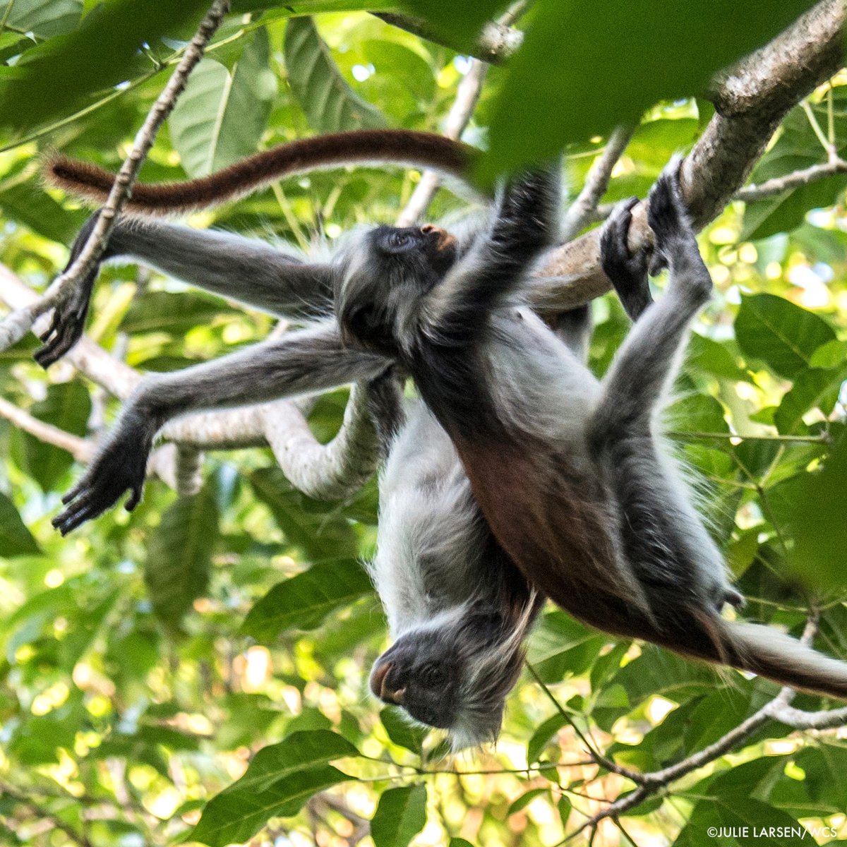 Some key stories from last week: ▶️ 150,000 acres protected in Argentina: bit.ly/3UnFs5E ▶️ Saving a group of monkeys could help Africa’s tropical forests: bit.ly/3woMj6T ▶️ Opinion: pandemic prevention needed #INB9 bit.ly/4a3h4wb