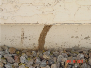 Don't  live with termites. We'll help you get rid of them for good. 623-566-1455. #evergreenpest #evergreenpestandtermite #pestcontrolservice #pestcontrol #goevergreenpest ow.ly/azw630sBA6L