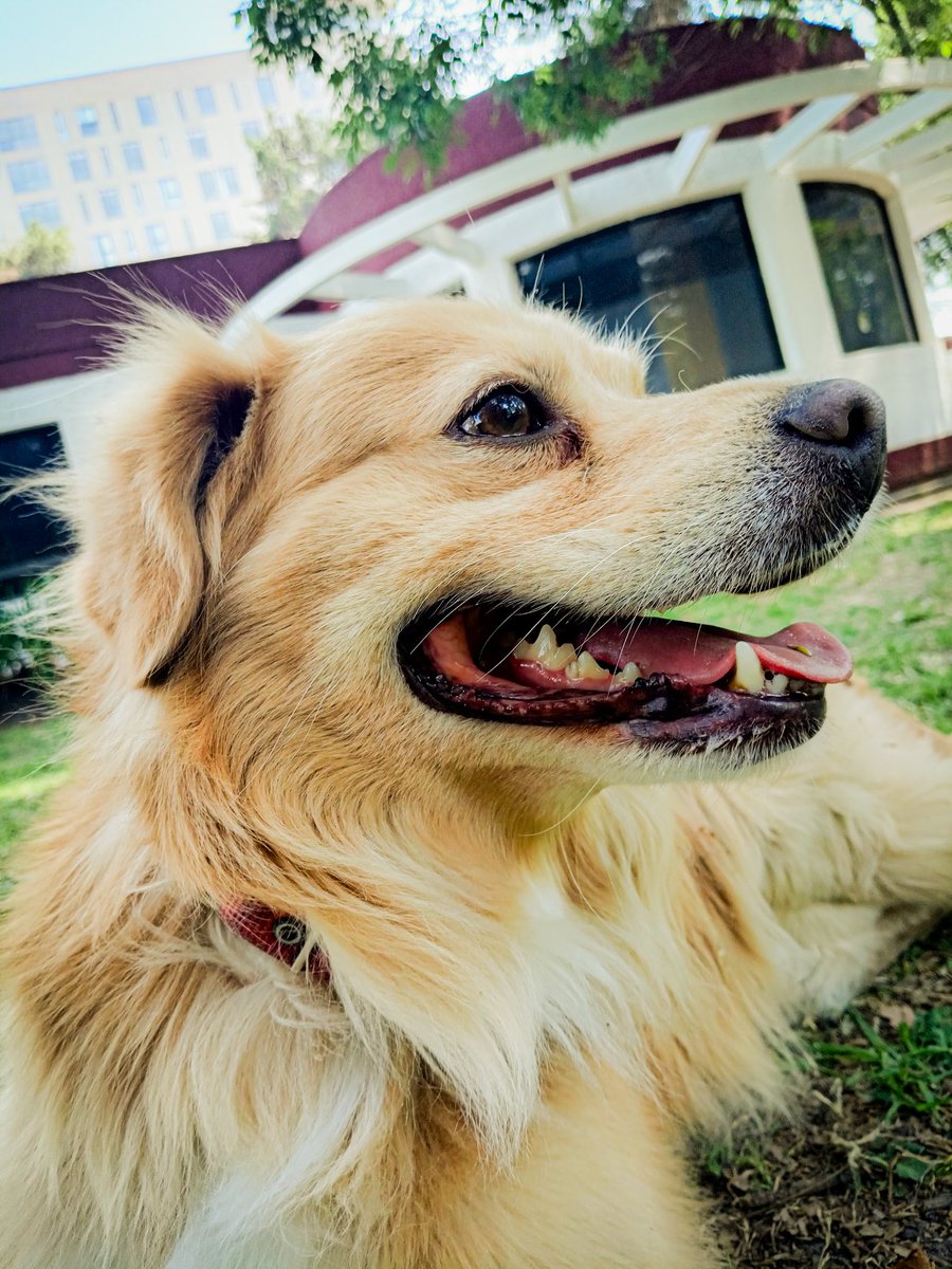 Siempre sonríe Simba.

#Fotografia
#Fotografiadocumental
#Fotografiadecalle
#Fotografiadeldia
#Fotografia
#FotografiaCiudad
#Fotografiando
#Photography
#Photooftheday
#Photooftheweek
#Photographylovers
#HonorX6S
#StreetPhotography
#México
#toluca
#Simba
#Perros