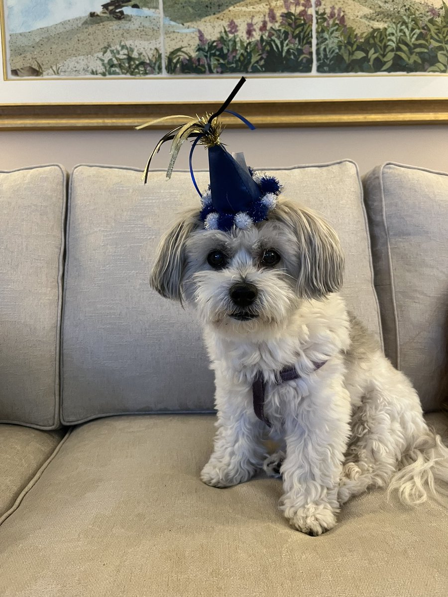 laurent413's tweet photo. Can you believe this sweet pup is celebrating her sweet 16 today?

Happy birthday Bailey!! 🎉 https://t.co/UOJkDgIUwD