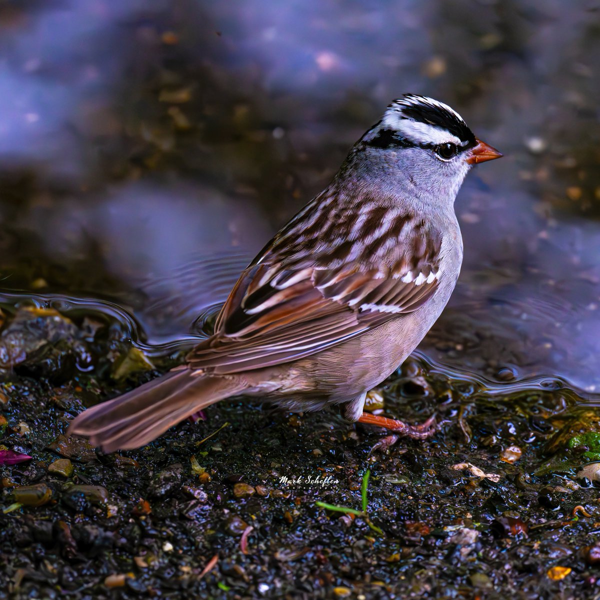 White-crowned Sparrow, Central Park, N.Y.C  #birdcpp #TwitterNatureCommunity #birdsofinstagram #britishnatureguide #naturephotography #birdphotography #twitterphotography #wildbirdphotography #nikonphotography #NatureBeauty #nycaudubon 5.04.24