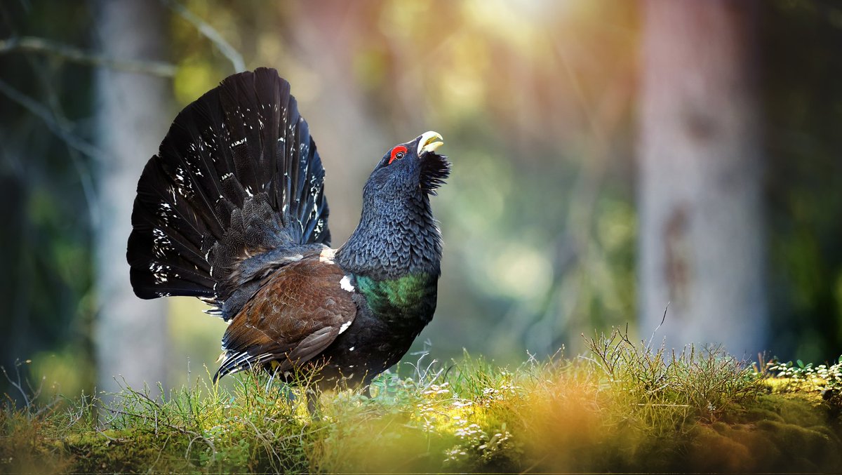 In recent years, several species have been added to the endangered list due to the combined effects of deforestation, habitat loss, and climate change. Among them is the Capercaillie, a large grouse native to Scottish pinewoods, which is now at risk due to habitat loss and