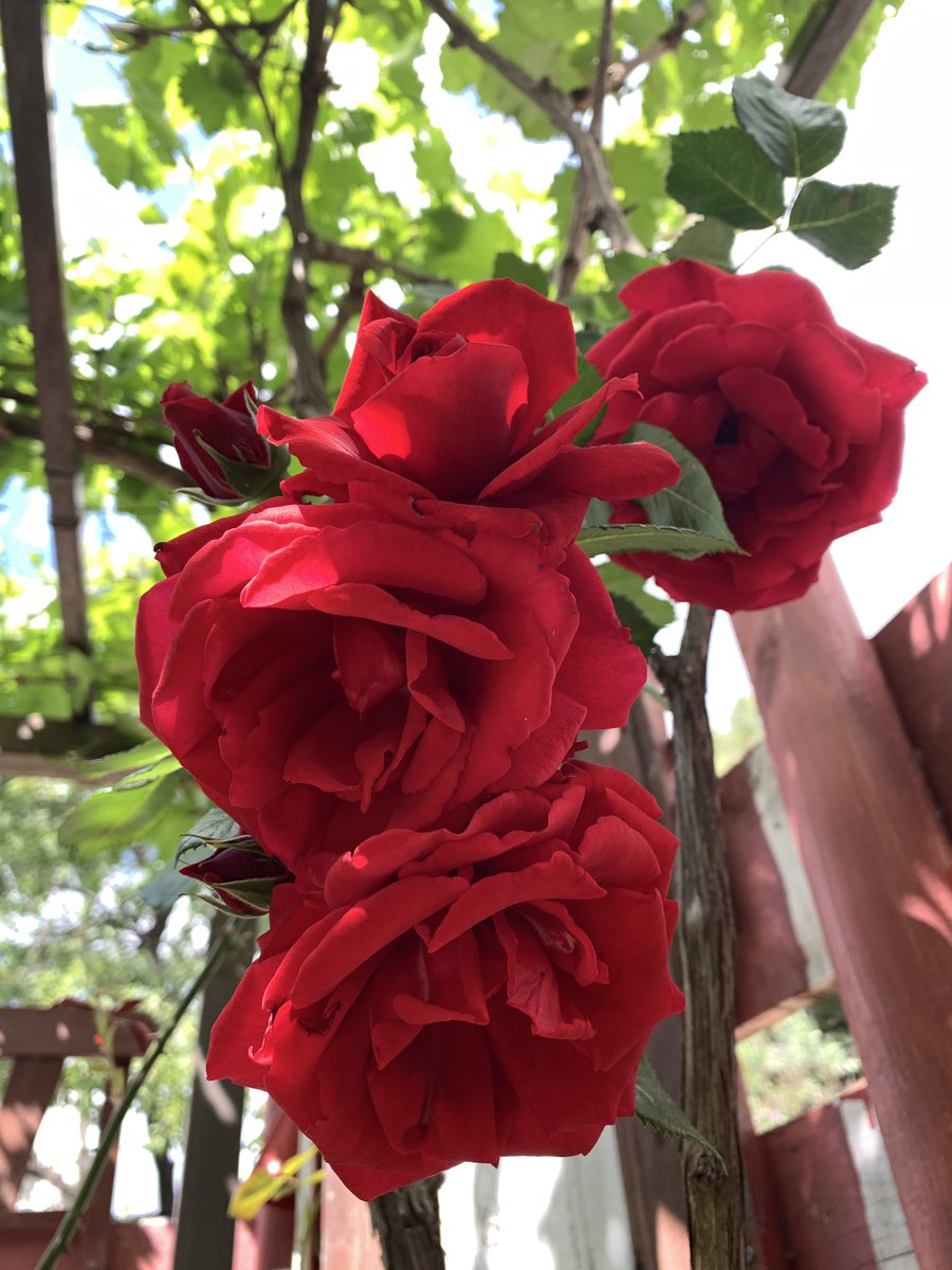 Hıdrellez hep 5-6 mayıstır ama bu sene 8-9 ve 9-10 mayıs gibi tarih verenler var..