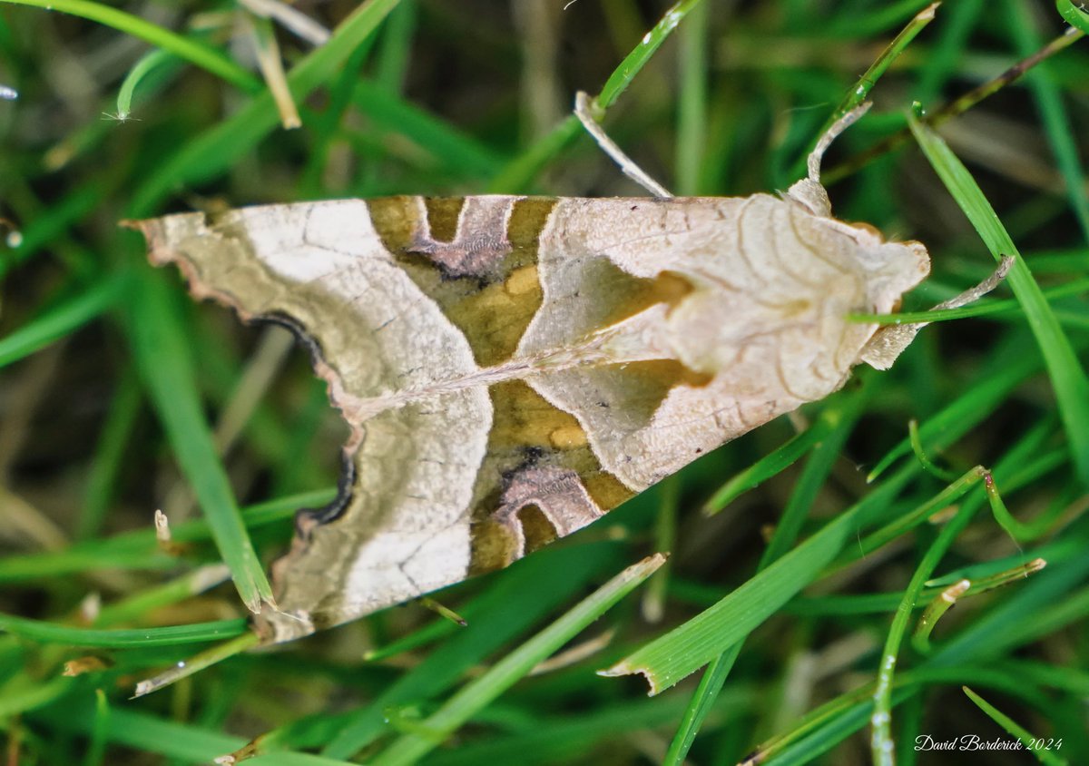 Angle Shades moth in our #kessingland garden. @LowestoftLizard @MOTHIDUK @BC_Suffolk @savebutterflies
