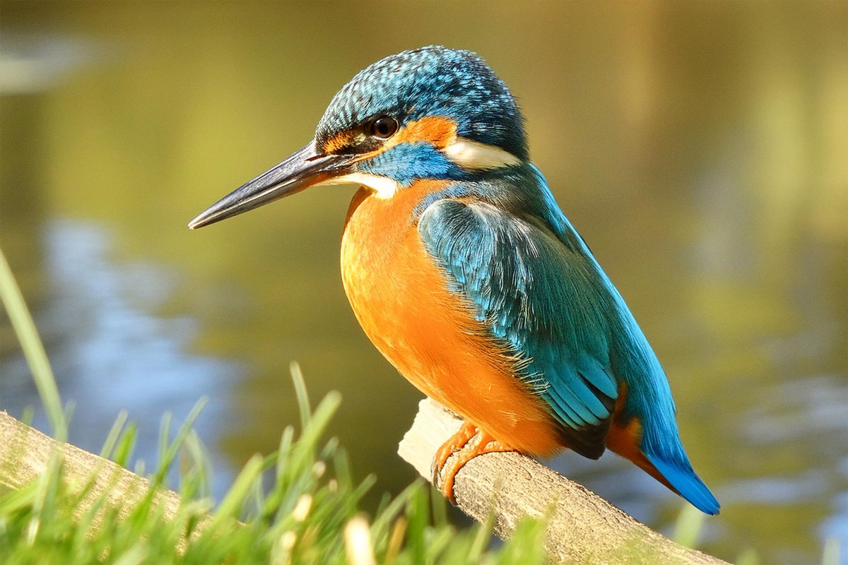 Kingfisher spotted at the Fairy Glen, Sefton Park, Liverpool.