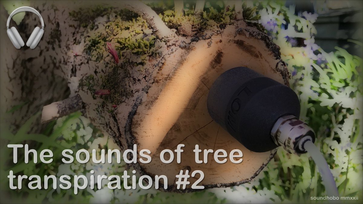 The sounds of water being drawn upwards from a trees roots recorded with a contact microphone. This one way vascular 'xylem' tubbing system pulls water and minerals up the trunk and branches from the roots in the surrounding earth. #fieldrecording
youtu.be/s-OnBtVk8tM?si… 🔊