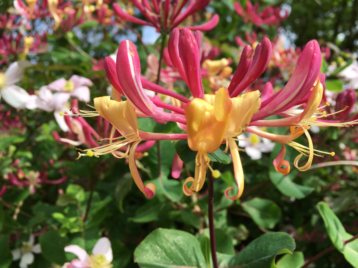 Good evening. It’s been another lovely day, so got lots done in the garden. Hope everyone’s had a good day #GardeningTwitter #FlowersOfTwitter #SundayGardening