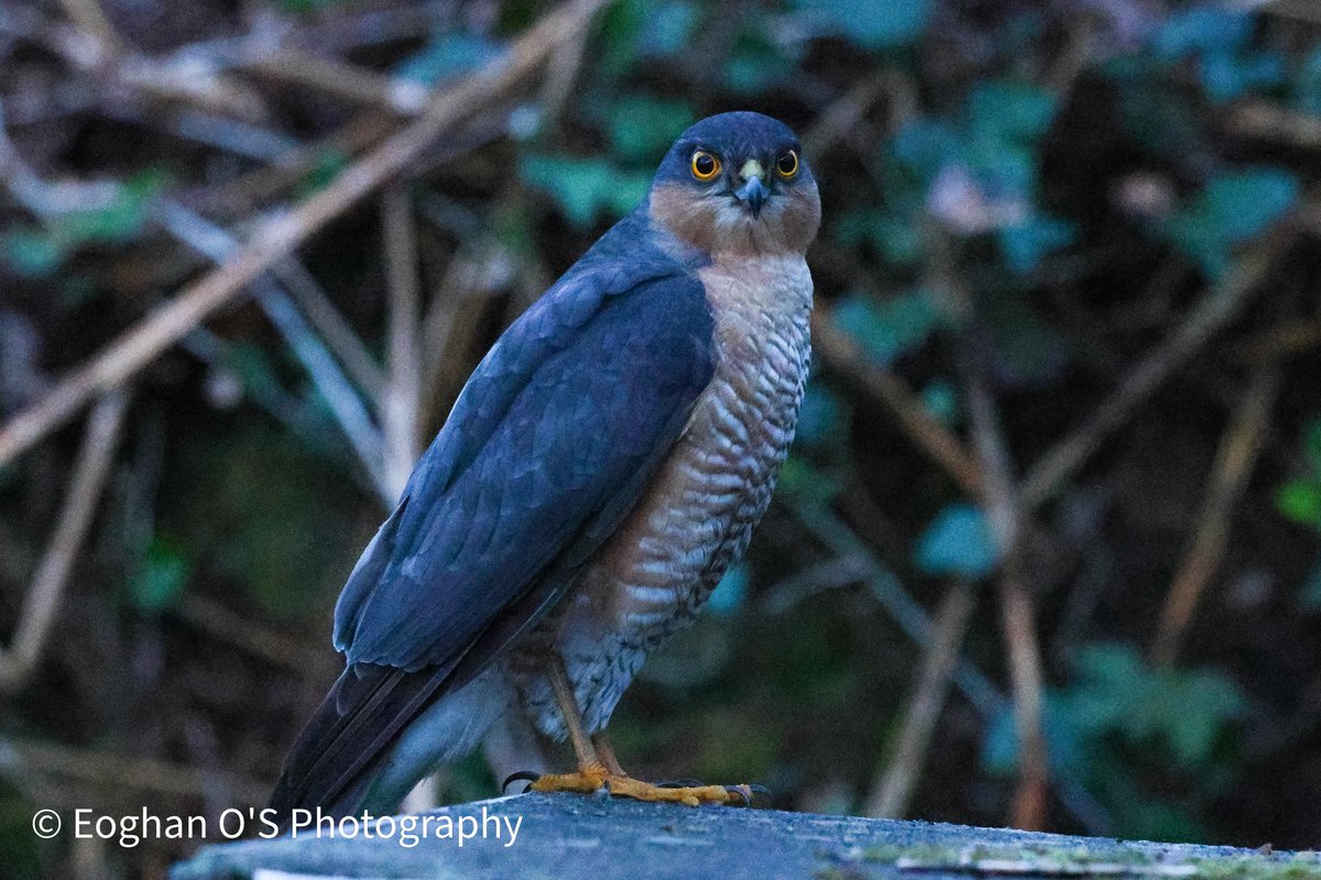 Sparrowhawk on the hunt in the backgarden 

📸 Canon R7
Co Clare
@BirdWatchIE