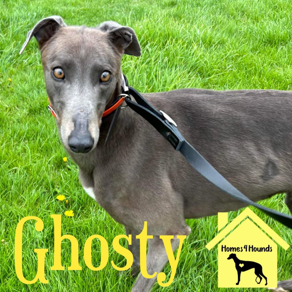 Do you believe in Ghosty’s ?Well here’s 1 Ghosty we believe in and she’s crying out to find a forever home. This stunning blue girl will make a wonderful addition to any family. 
An only girl or a member of a pack she will fit right in. With looks to die for and a nature to match