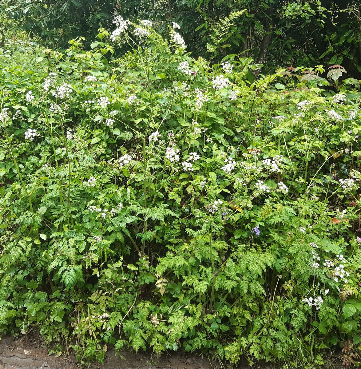 #HedgerowChallenge #wildflowerhour #PenpondsWoods #Cornwall