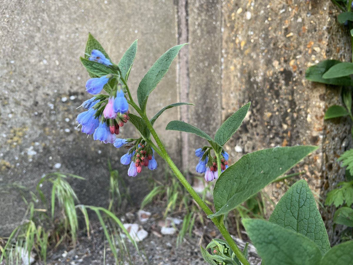 Norfolk comfrey Symphytum x norvicense positively glowing close to my home this evening. To a chorus of blackbird, wren, goldcrest, grey wagtail and woodpigeon. Norfolk comfrey pedigree here webidguides.com/_templates/gro…