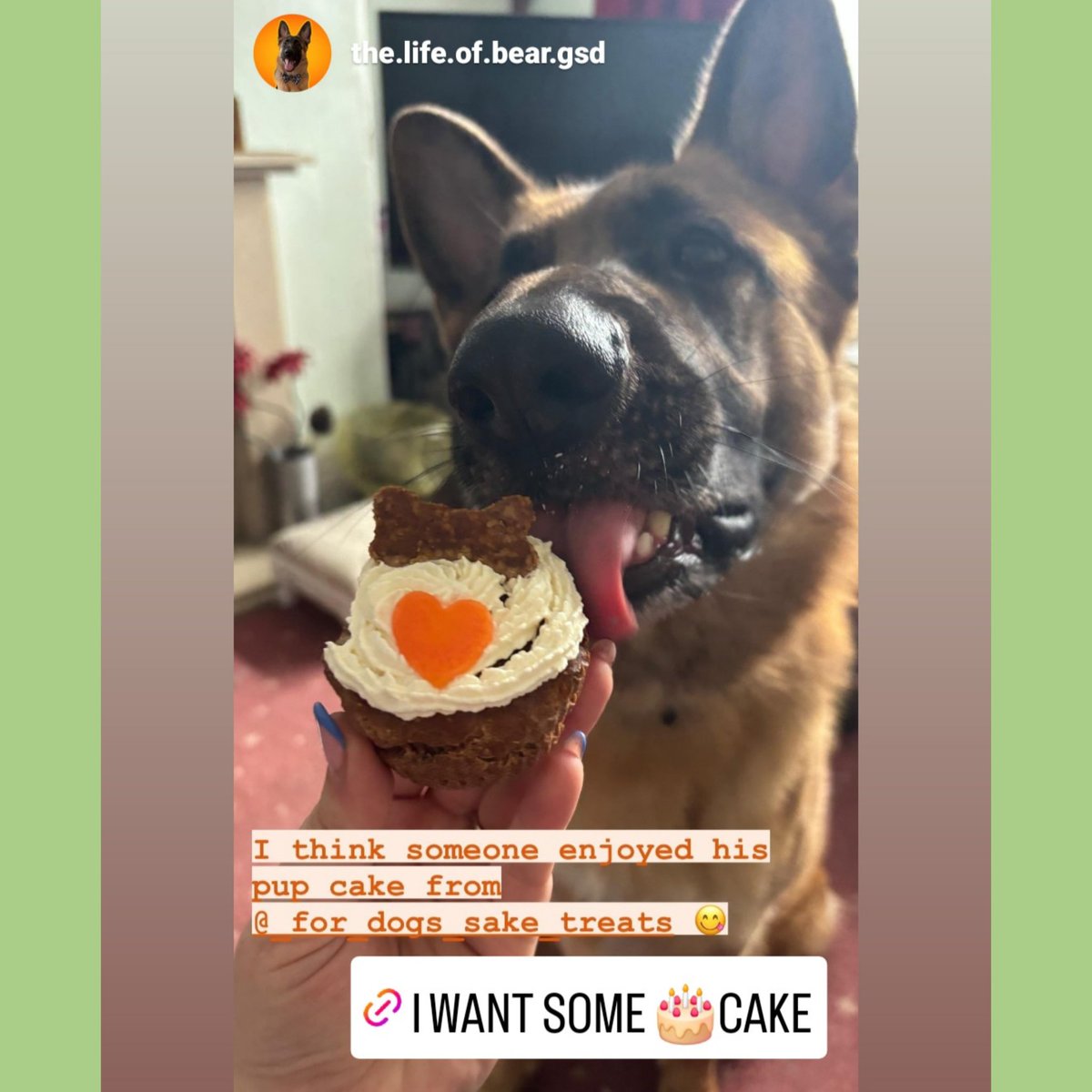 A new customer at yesterday's market. Looks like Big Bear found his cake lip lickin' good😋. Hopefully will be a regular customer 💚🐶💚 #QueenOf #HappySunday