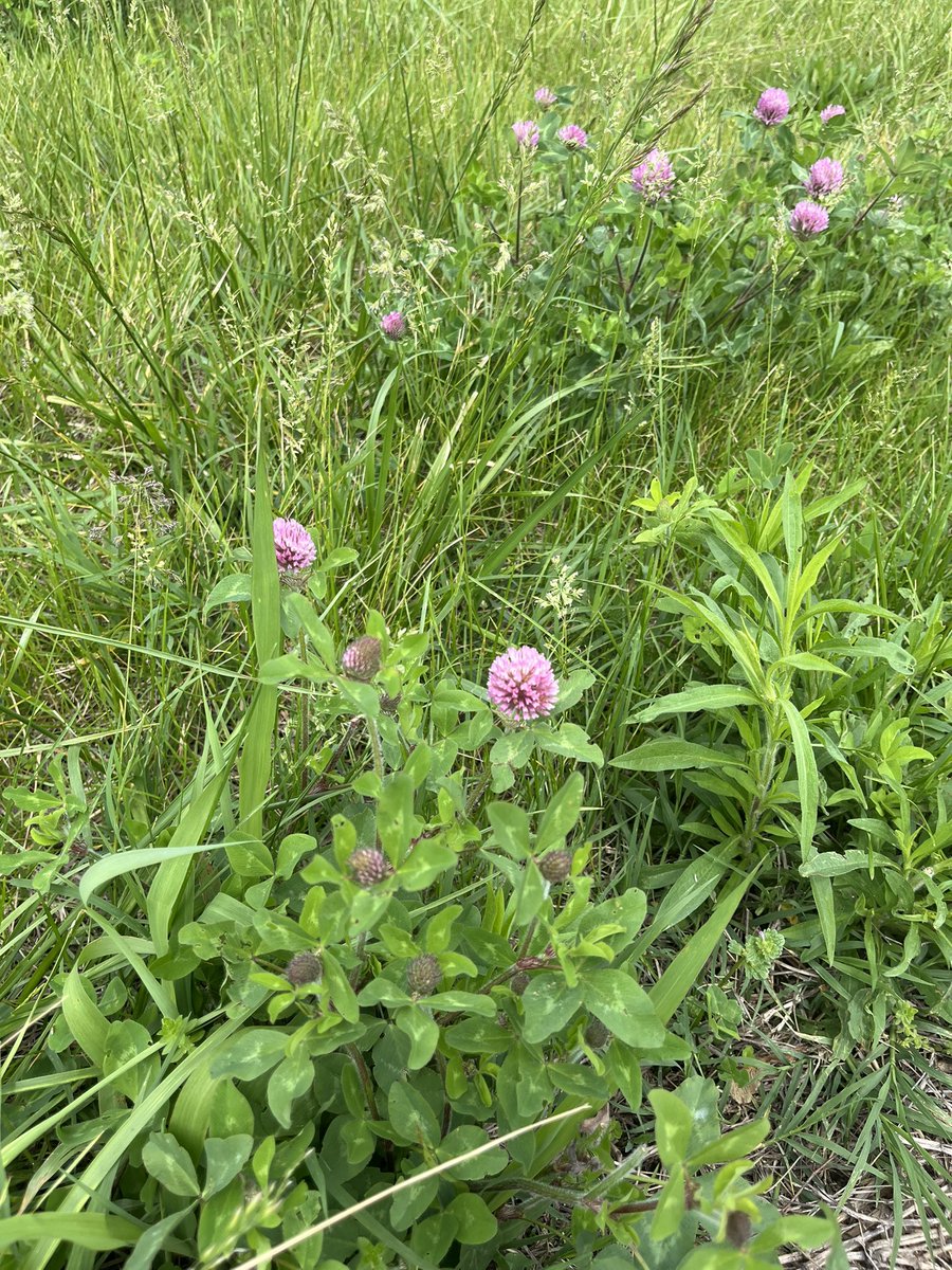 Diversity in its finest form. Silvo pasture coming along.