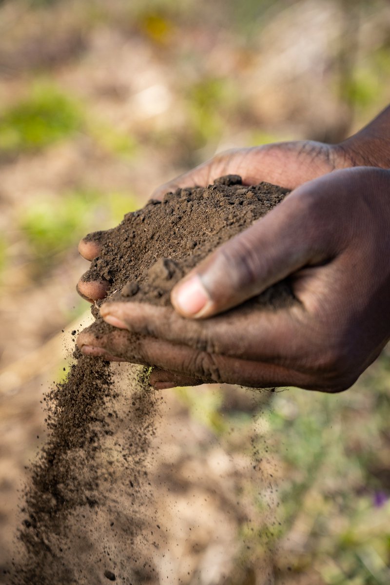 🌱The time is now to invest in healthy #soil. The @FertilizerSoil is a great opportunity to raise awareness on the critical role of healthy soil for food and nutrition security #biodiversity #climate action #ecosystem #restoration 👉cifor-icraf.org/the-centrality… @CIFOR_ICRAF #AFSH24