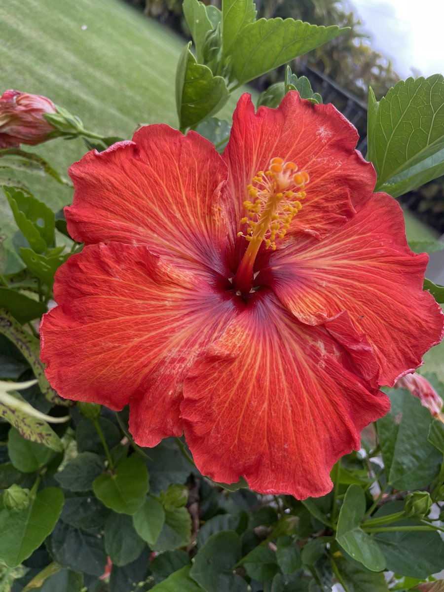 #FlowerReport calm hibiscus - she looks so relaxed because she lives in the parking lot outside a day spa Kona #PamperYourself 
#KailuaKona #Hawaii