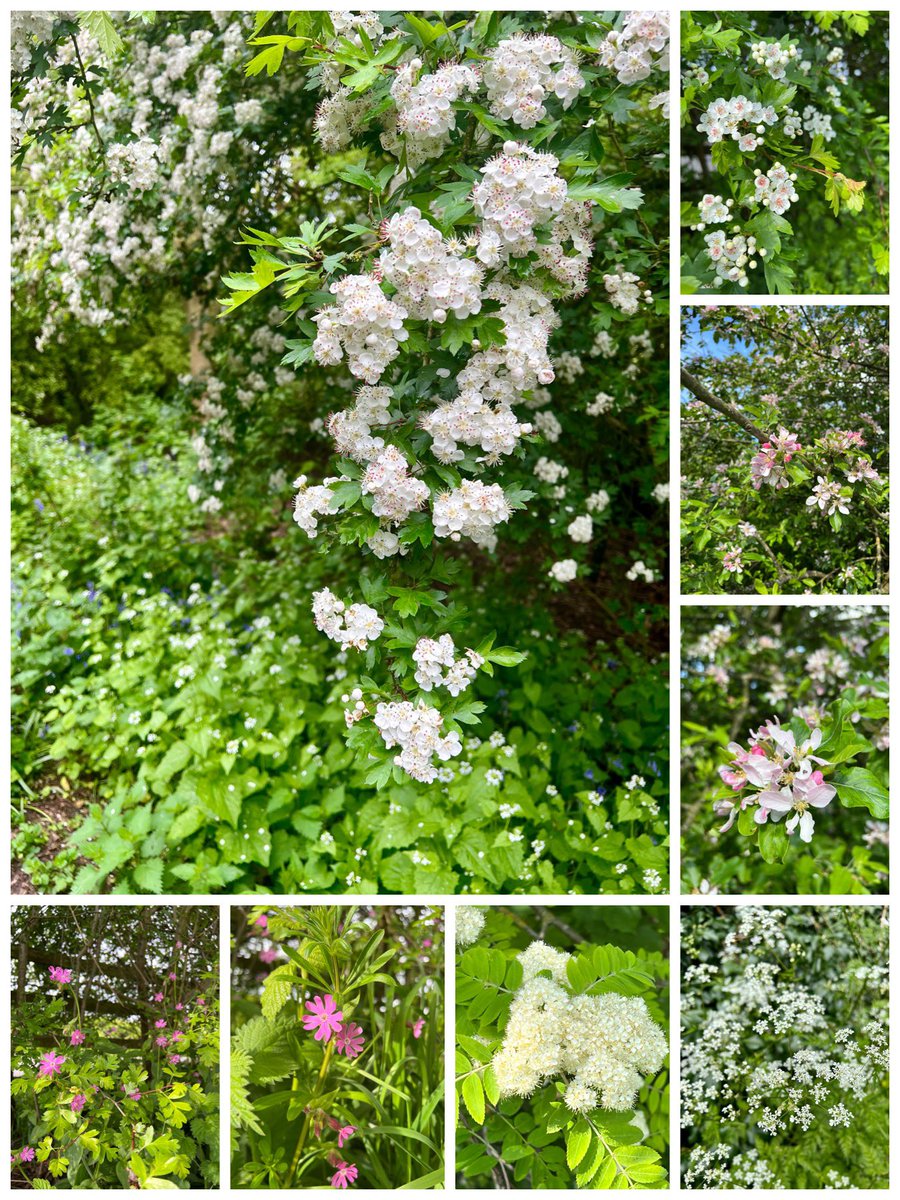 My local hedgerow is burgeoning with frothy mounds of Hawthorn & Rowan, swathes of Garlic Mustard & effervescent clouds of Cow Parsley beneath. Wilding apple blossom & Red Campion punctuate the foaming white with pops of pink. Just heavenly!😍 #Wildflowerhour #HedgerowChallenge