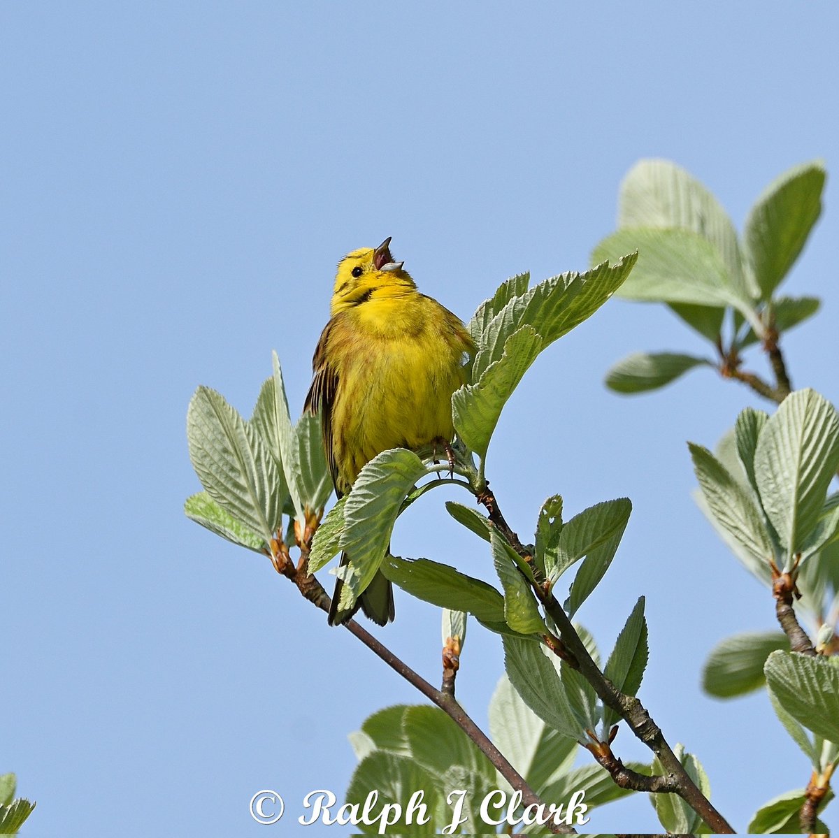 It was great to see this lovely male Yellowhammer on the North Downs this morning. Also a Hobby drifted along the Downs. @SurreyBirdNews