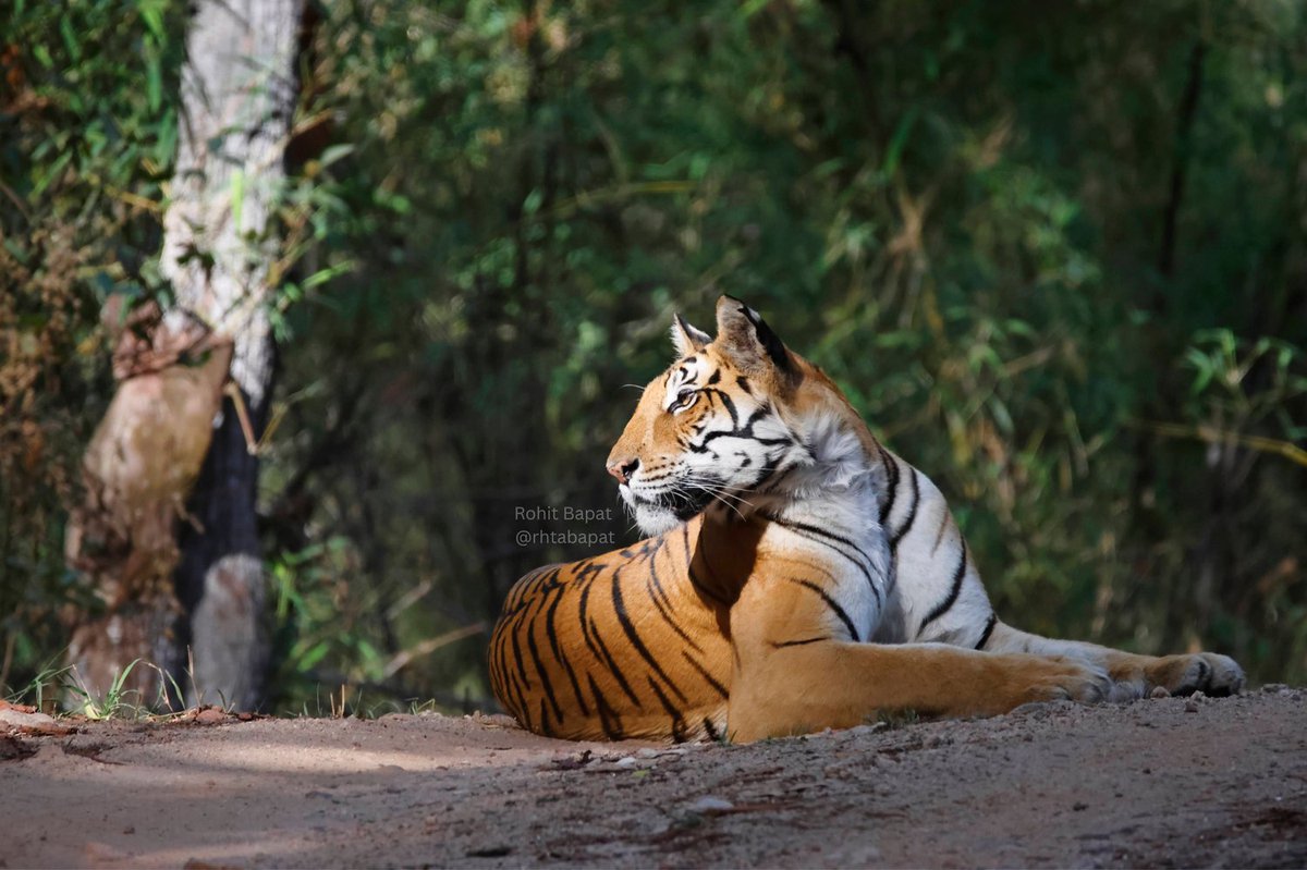 Dhawajhandi 'DJ' Tigress @ Kanha Tiger Reserve 

#Tiger #WildlifeIndia #CanonIndia #CanonR7 #TigerPhoto #KanhaNationalPark  #KanhaTiger #CanonWildLifePhotography