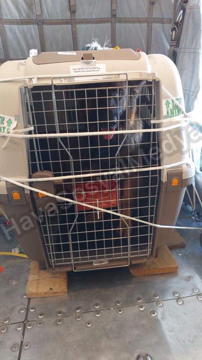 Türk Hava Yolları uçuşu sonrası bagajların alınması için uçağın kargo kapısı yer hizmetleri personelleri tarafından açıldı. Geçtiğimiz günlerde yaşanan olayda kapı açıldığında bir kurt köpeğinin kafesinden kaçtığı ve ambarda beklediği görüntülendi. Saldırgan olmayan hayvan…