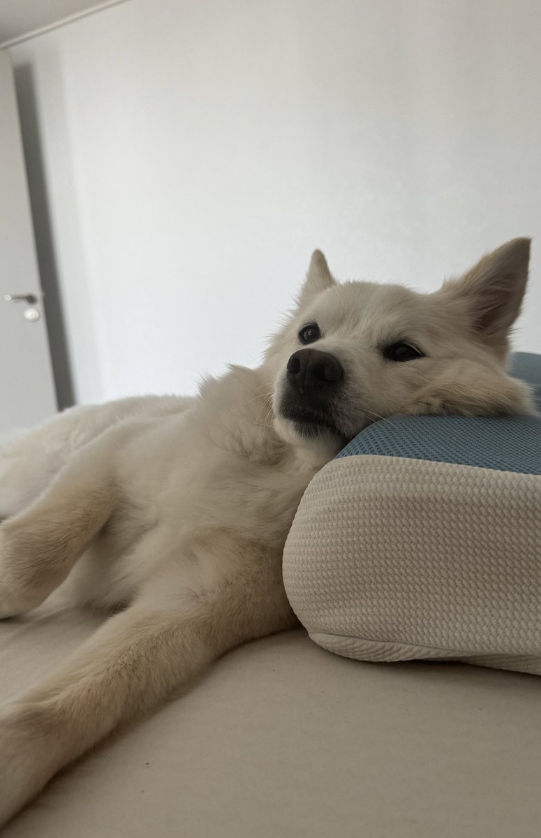 "개꿀"이라는 단어를 사진으로 나타내면 이런거