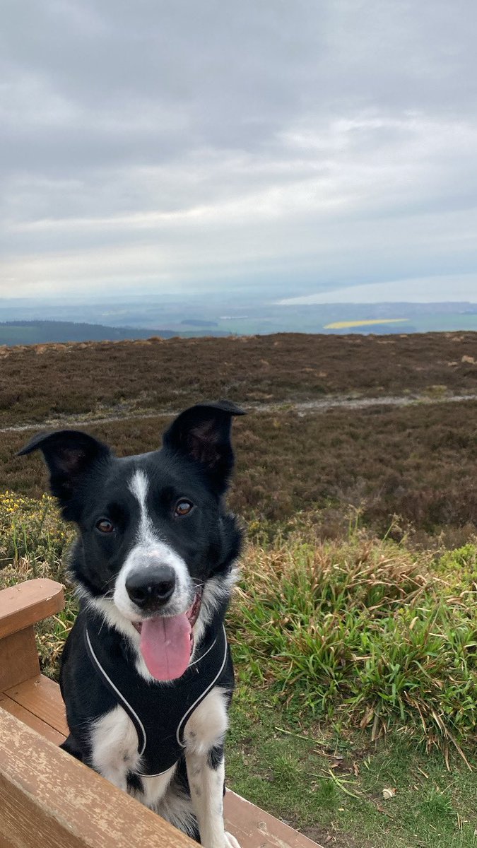 📍 Bin of Cullen, Moray 

#bordercollie