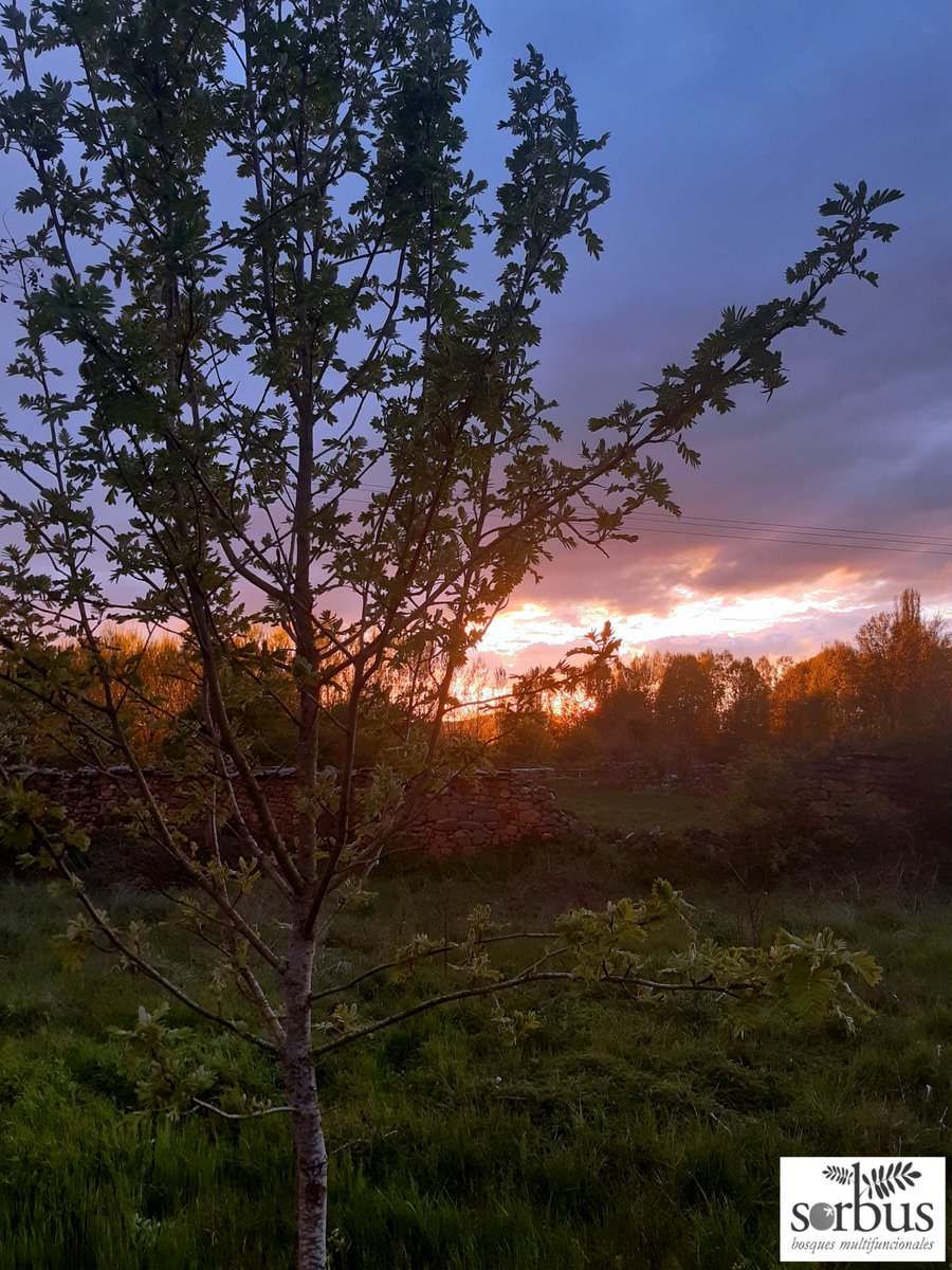 Atardecer de primavera en nuestra parcela experimental de materiales vegetales de Serbal #sorbusdomestica en #Soria.
Ejemplar de 10 años recortado contra el sol poniente.
Florece y fructifica desde hace 3 años, sus frutos son redondeados, maliformes (manzanitas) con chapa roja.