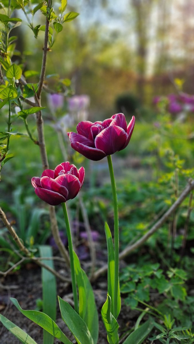 Sorry for the Tulip spam 😃 But my Tulips just look so stunning at the moment. This is called Dream Touch 🌷 #flowers #gardening