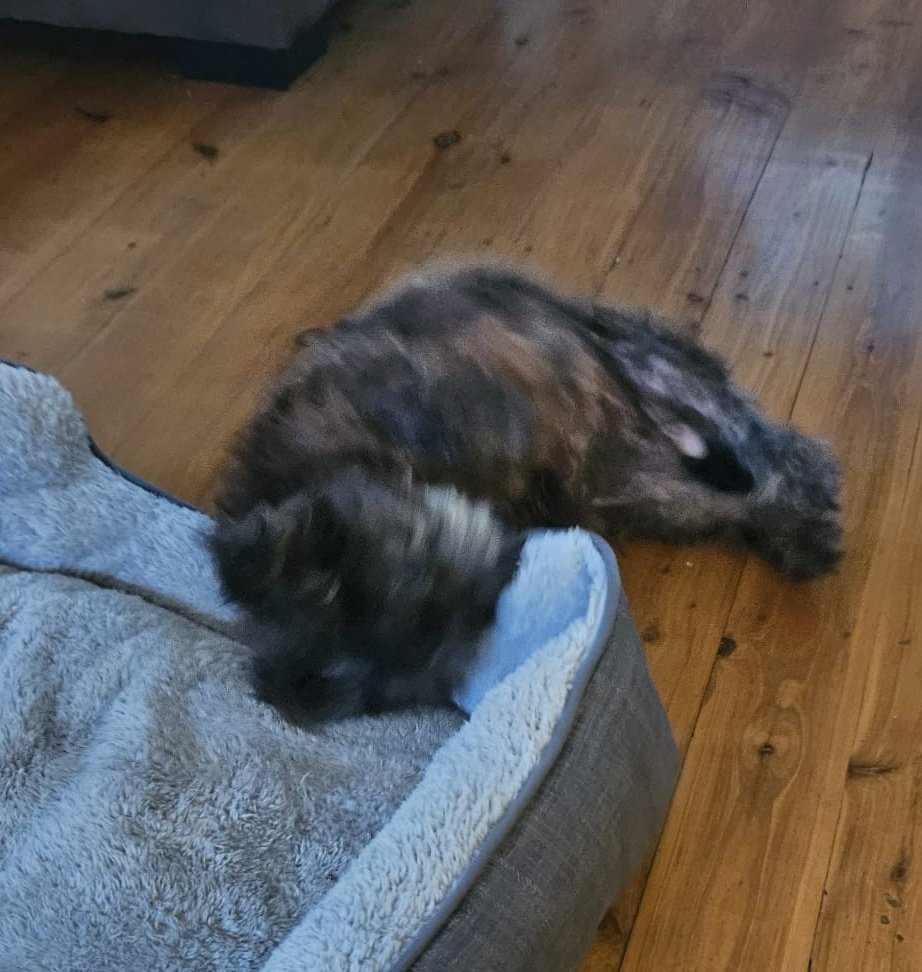 spookiino's tweet photo. I FELL https://t.co/SPbGoNNWjf
