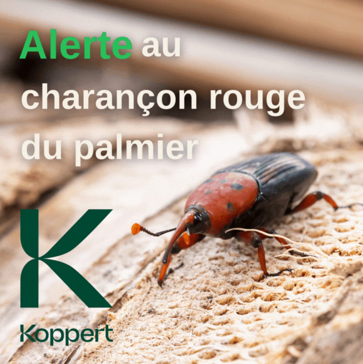 KOPPERT FRANCE (@koppert_france) on Twitter photo ๐ด๐๐ฅ๐๐ซ๐ญ๐ ๐ซ๐๐ฏ๐๐ ๐๐ฎ๐ซ ๐๐๐ง๐ฌ ๐ฅโ๐๐ฎ๐๐ฌ๐ญ ๐๐ ๐ฅ๐ ๐
๐ซ๐๐ง๐๐๐ดโ
Pour lutter contre le charanรงon du palmier, Koppert propose #Palmanem, nรฉmatodes auxiliaires utilisรฉs depuis + de 10 ans en Mรฉditerranรฉe. En savoir plus ๐ koppert.fr/palmanem-une-pโฆ ๐ด๐๐ฅ๐๐ซ๐ญ๐ ๐ซ๐๐ฏ๐๐ ๐๐ฎ๐ซ ๐๐๐ง๐ฌ ๐ฅโ๐๐ฎ๐๐ฌ๐ญ ๐๐ ๐ฅ๐ ๐
๐ซ๐๐ง๐๐๐ดโ
Pour lutter contre le charanรงon du palmier, Koppert propose #Palmanem, nรฉmatodes auxiliaires utilisรฉs depuis + de 10 ans en Mรฉditerranรฉe. En savoir plus ๐ koppert.fr/palmanem-une-pโฆ
