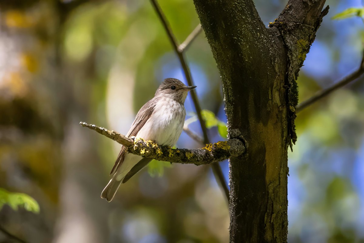 Spotted Flycatcher 🐦🌳🇧🇾

#GoodMorningEveryone #nature #Belarus