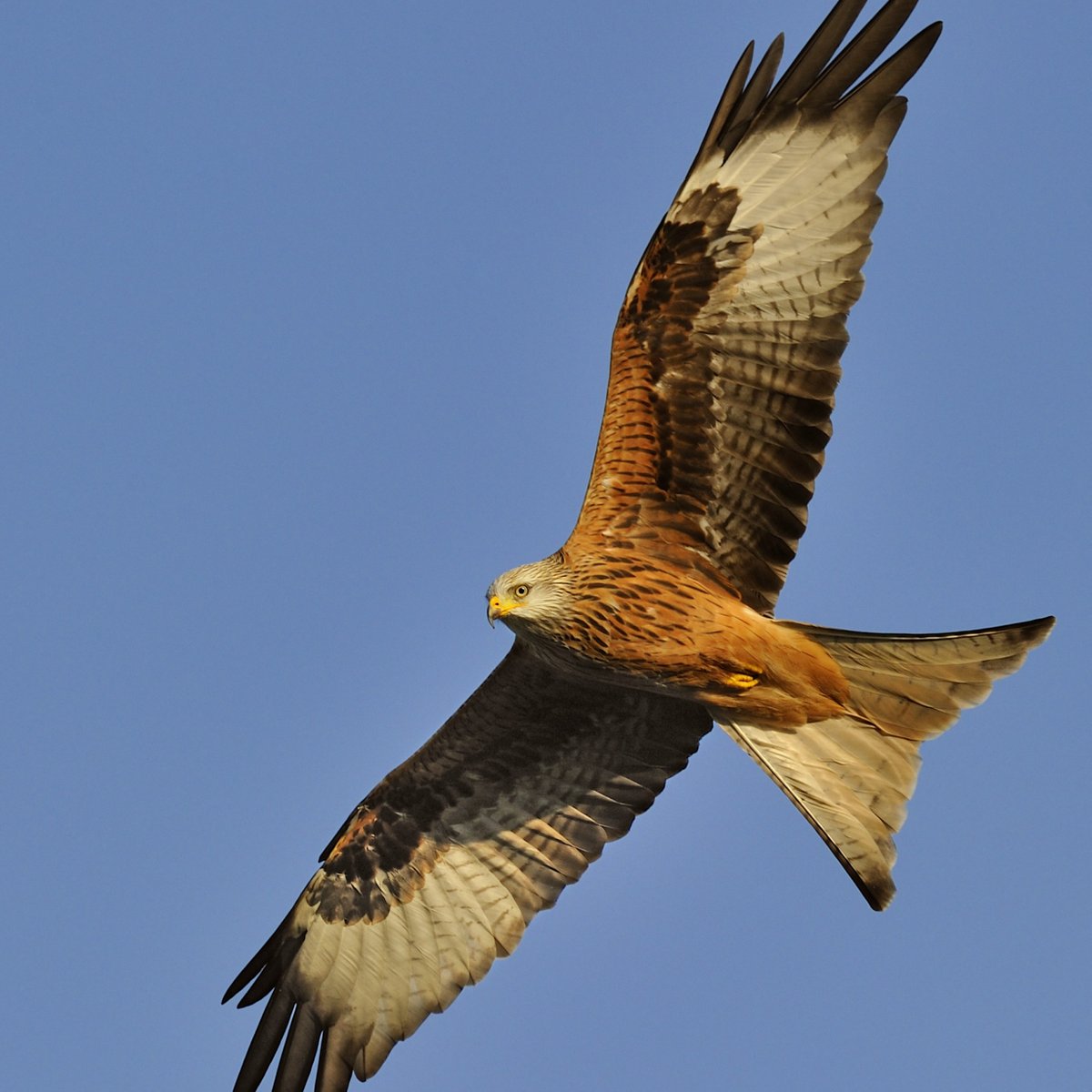 Red kite hike Wednesday 8 May 2024 10:00am - 1:30pm Join us on a wildlife walk where we’ll be on the look out for the red kite. 🥾 Book via our website ⬇️ northwaleswildlifetrust.org.uk/events/2024-05… 📷 Andy Rouse