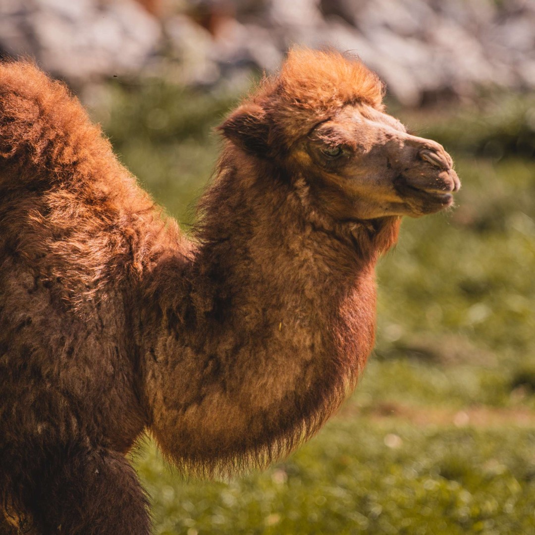How do the cool camels say hello? 🐫 👋 🐫 'How you dune?' #ToledoZoo #ToledoOhio #DadJokes #Camel