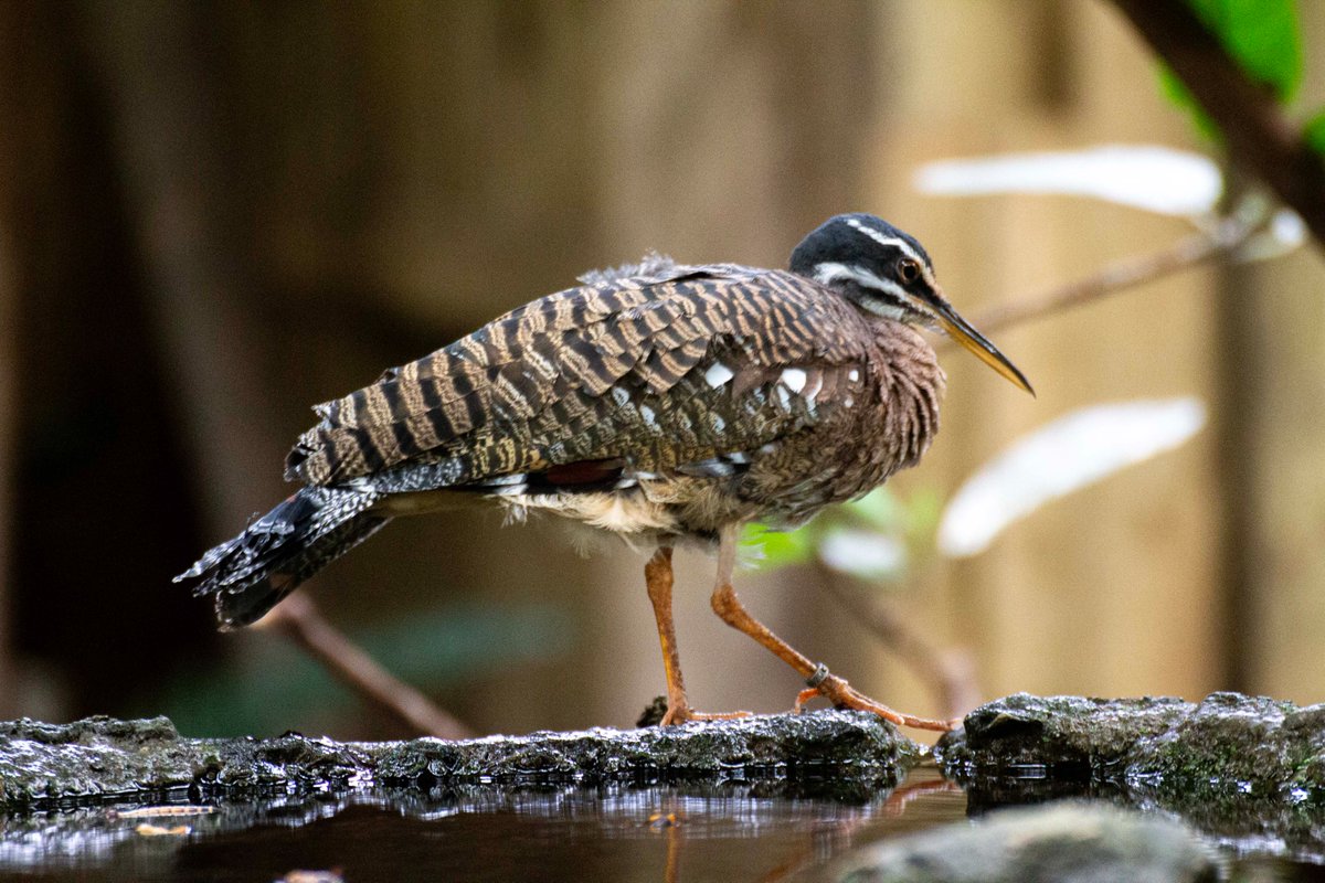 Sunbittern By A Pool (@chesterzoo, Chester, March 2024) #photography #animalphotgraphy #birdphotography #zoophotography #zoo #animals #birds #waterbirds #bittern #Sunbittern #Chesterzoo #Chester