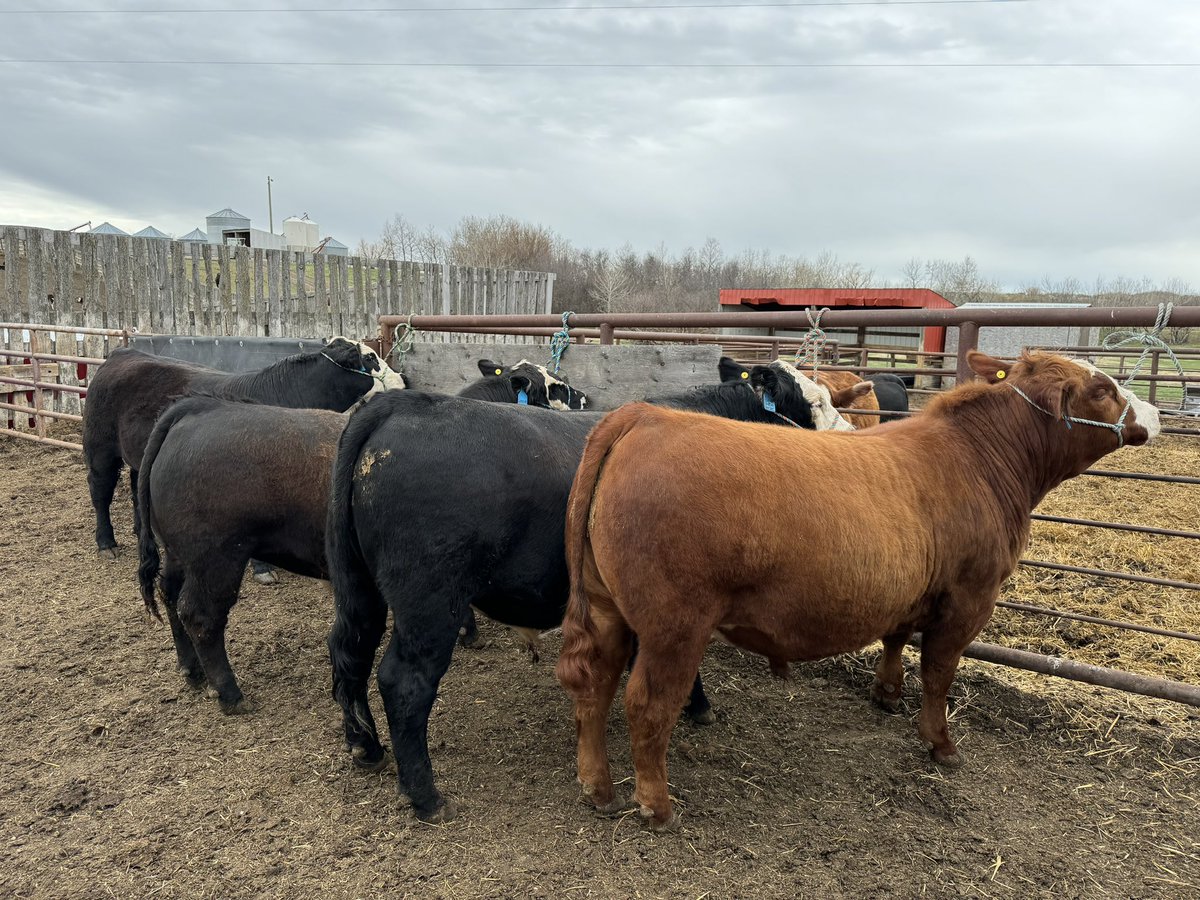 It’s our last year of all 4 kids in 4H. 
It’s also looking like it’s our last year in 4H period. The younger 2 have a lot of activities with school and sports. 

So here it is. The last lineup. Show and sale May 21 in Stettler. 

I may never halter break another animal again.