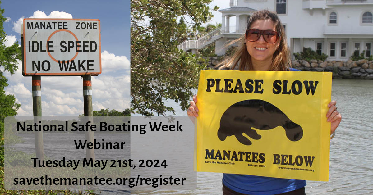 Join us for an insightful webinar during National Safe Boating Week on Tuesday, May 21st 2024 at 6 p.m. ET. to learn all about manatees and safe boating practices. RSVP at savethemanatee.org/register