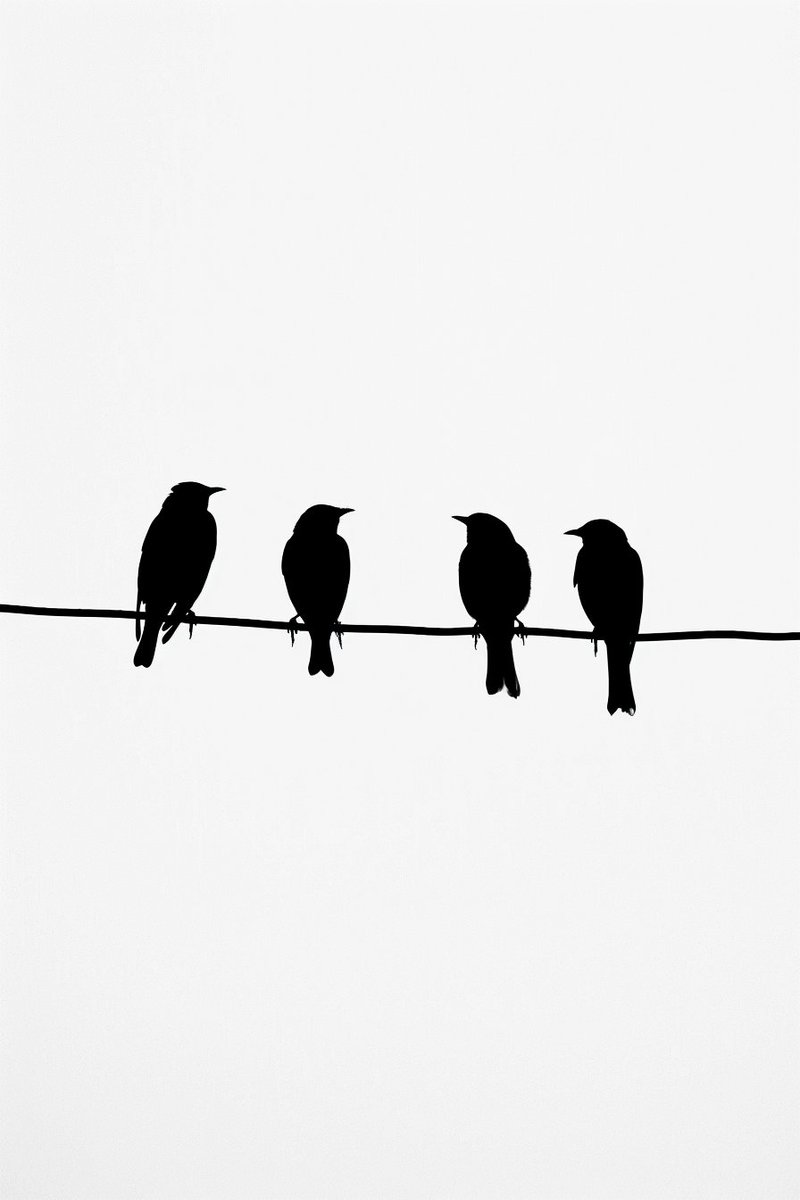 ~Birds on a wire~

#digitalartwork #birdphotography #minimalism