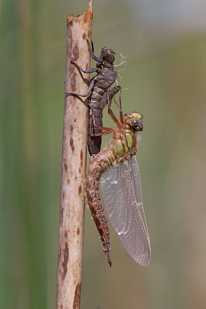 …and here’s the result. @BDSdragonflies