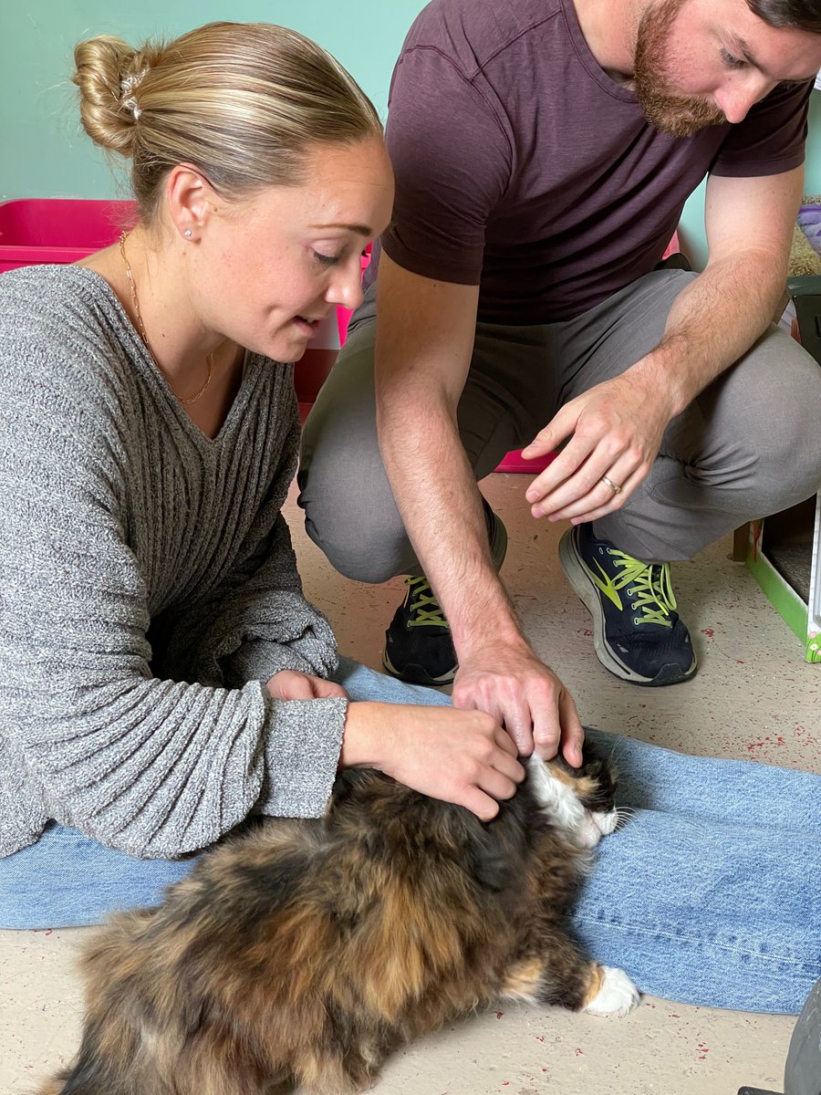 🥳Callie was adopted today!🎉She was immediately comfy with her new Mom & Dad and put her head on Mom's leg.💕Congrats new family from #Maryland! #cats #pets #CatsOfTwitter #SundayFunday #sunday #love #luv #virginia #va #dc #catsarefamily #catlovers #goodnews #goodvibes #weekend