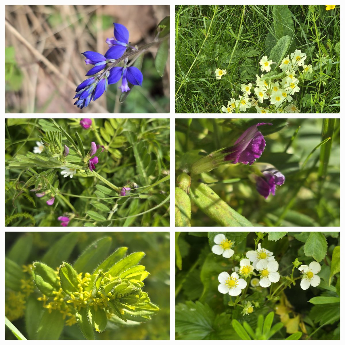 Verges and hedgerows N Wales, gorse bluebell stichwort orchid, catchfly lady's smock buttercup, crab apple sanicle, woodruff, milkwort, crosswort, vetch, primrose, green strawberry St Marks Fly, dung fly, ladybirds, wolfspiders, longhorn moth #wildflowerhour #hedgerowchallenge