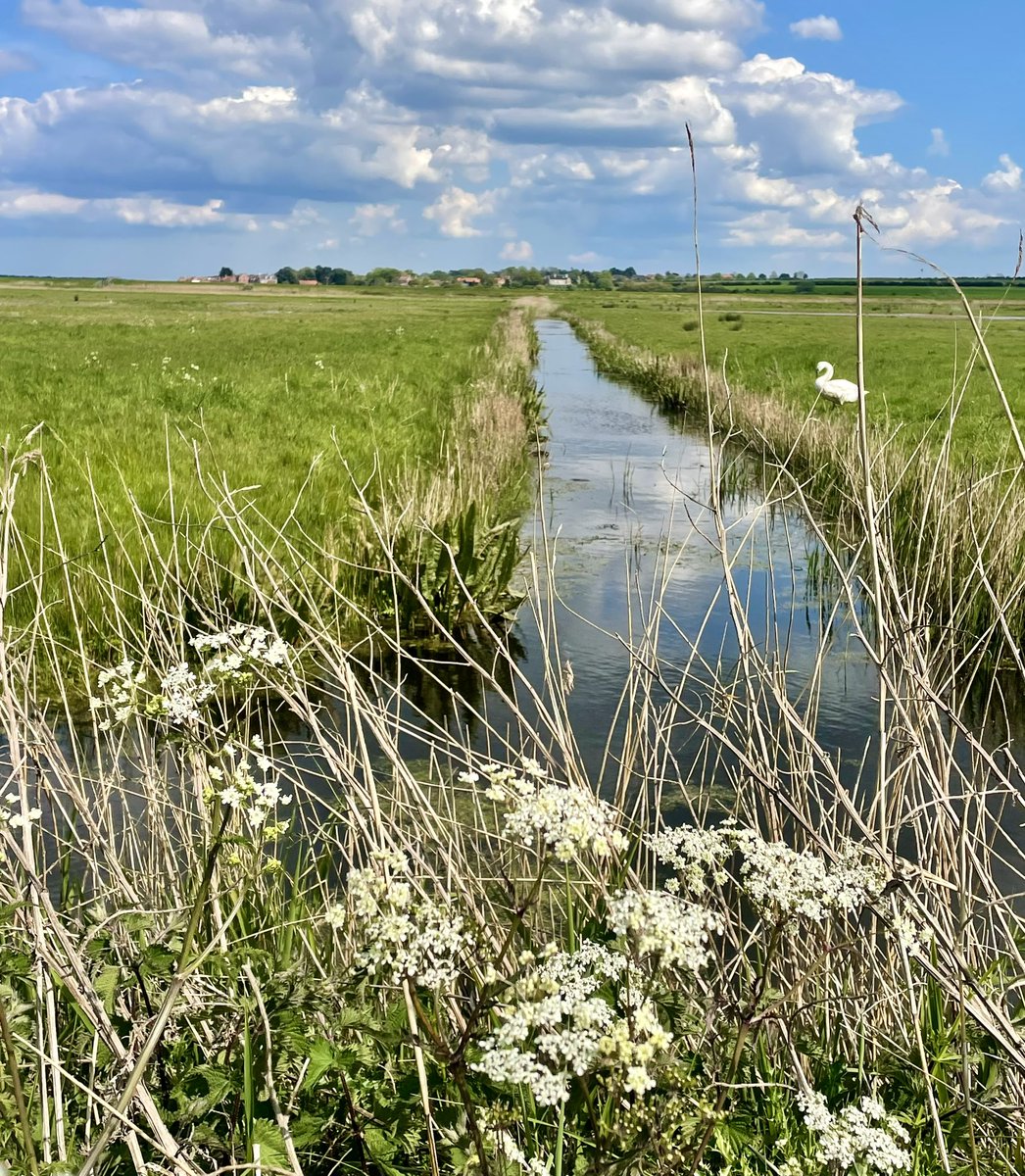 Ok @wildflower_hour so it’s not a hedge, but it is a field boundary and technically doesn’t meet this week’s challenge But it’s a beautiful scene with sheep’s parsley in the foreground and who doesn’t like a wetland 😉