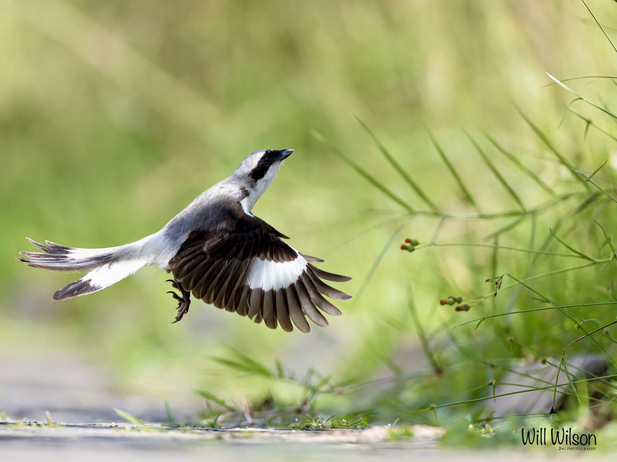 A Grey-backed Fiscal in launch mode… 📍@nyandungupark in #Kigali #Rwanda #VisitRwanda #Birds #RwoX