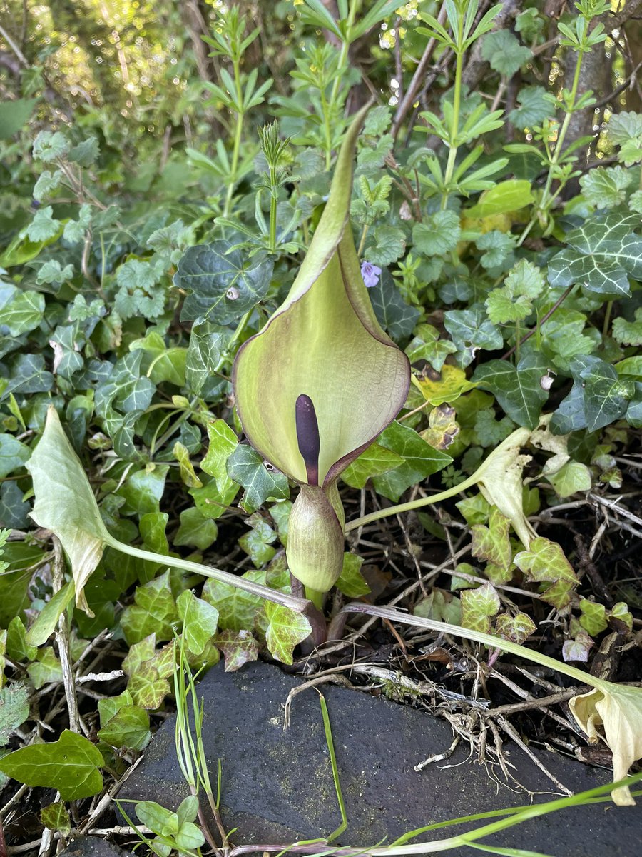 Lovely Arum or Lords and Ladies for #HedgerowChallenge #WildFlowerHour