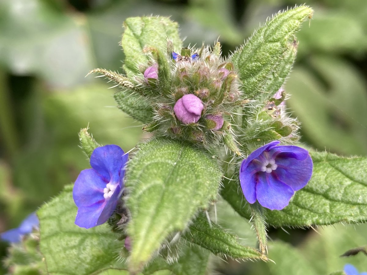 Red Campion, Wild Garlic, Cuckoo Flower and Green Alkanet, from the banks of Harborne Walkway yesterday, for #WildFlowerHour