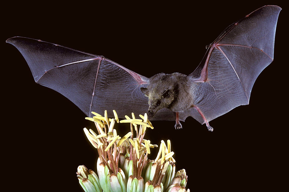 Planning to toast Cinco de Mayo with a margarita? Keep in mind that bats are a primary pollinator for agave—a key ingredient of tequila! 🦇 Bats are also critical pest control agents—learn more in this profile of ecology faculty member @lunn_tamika. t.uga.edu/9NW