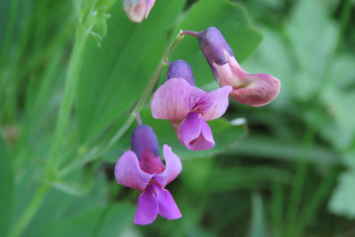 Bittervetch in the hedgerows. #wildflowerhour