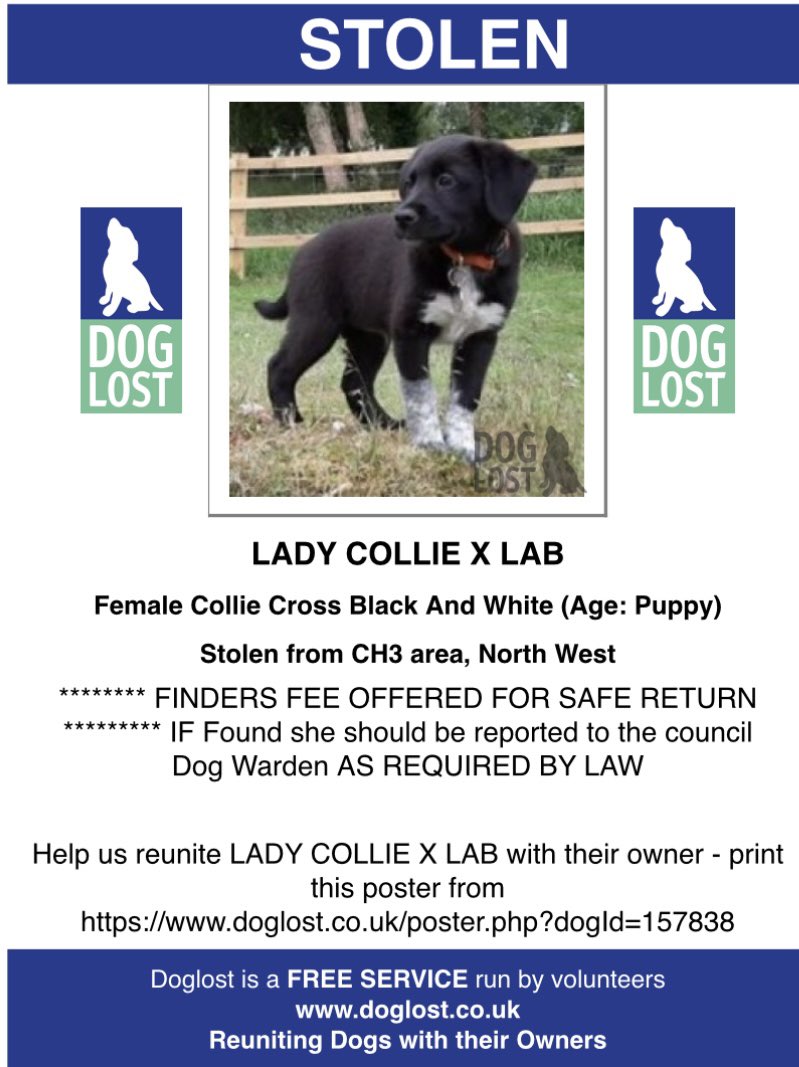 #StolenDogHour LADY #collie x #Lab #STOLEN female black&white #PUPPY White front paws & white chest CHIPPED YOU WOULD KNOW IF YOU HAVE BOUGHT HER? 🤔 23/6/20 SHE WILL BE AN ADULT NOW BUT THOSE MARKINGS WILL STILL BE THERE #CH3 but could be anywhere doglost.co.uk/dog-blog.php?d…