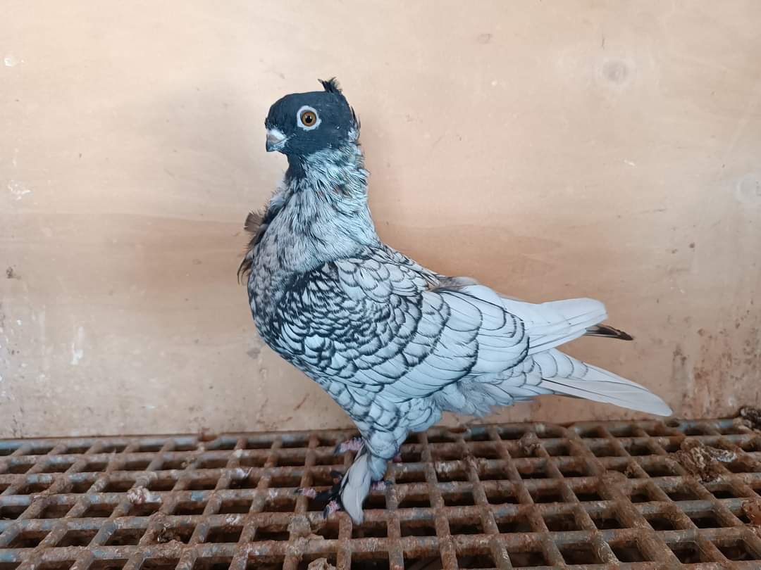 #hünkari #karaboğma #orientalfrill #güvercin #pigeon