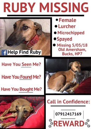 Join us every Sunday from 8-9pm for #stolendoghour 
An hour dedicated to tweeting for missing dogs like  Ruby. 
Missing  5 years today from the Old Amersham #Bucks #HP7 since May 2018  💔
Have you seen her?
Let’s help get her home 💕🐾

#dogs #Lurcher #missingdog