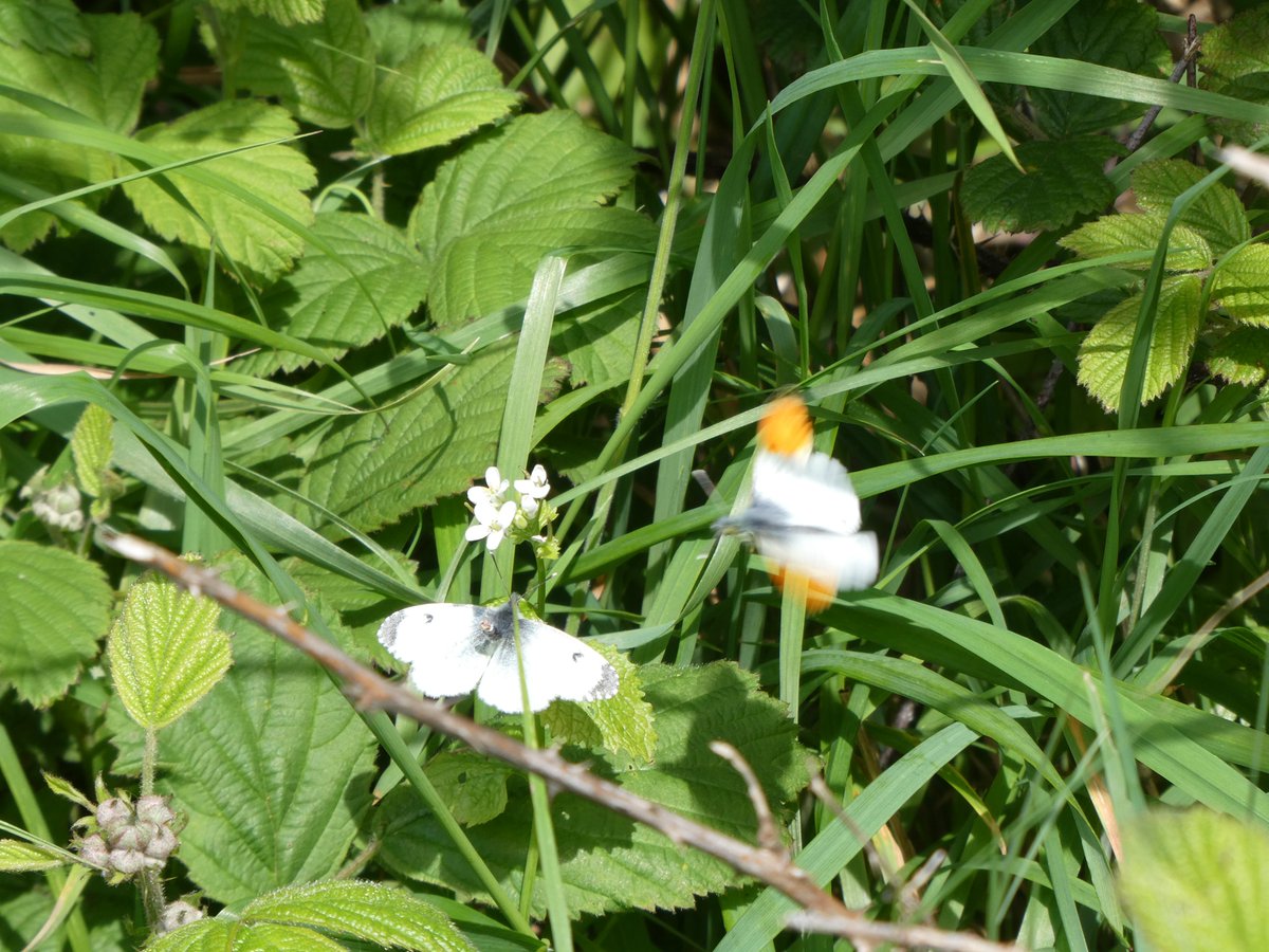 Sophie Olejnik (@sophie_oleo) on Twitter photo Garlic mustard on the margins of a hawthorn-rich hedgerow <a href="/Hollinwell/">Hollinwell</a> <a href="/wildflower_hour/">wildflowerhour</a> <a href="/BSBIbotany/">BSBI: Botanical Society of Britain & Ireland</a> #HedgerowChallenge feeding Orange Tips aplenty including this pair, the female of which was not a fan of the incessant advances being made by the male! We've all been there... ๐๐
Garlic mustard on the margins of a hawthorn-rich hedgerow <a href="/Hollinwell/">Hollinwell</a> <a href="/wildflower_hour/">wildflowerhour</a> <a href="/BSBIbotany/">BSBI: Botanical Society of Britain & Ireland</a> #HedgerowChallenge feeding Orange Tips aplenty including this pair, the female of which was not a fan of the incessant advances being made by the male! We've all been there... ๐๐